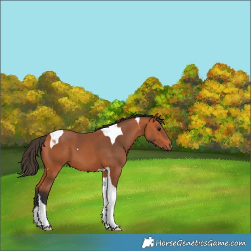 Horse Color:Bay Tobiano 