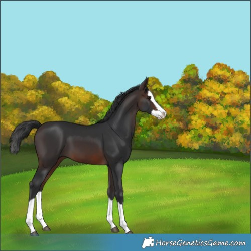 Horse Color:Brown Splash 