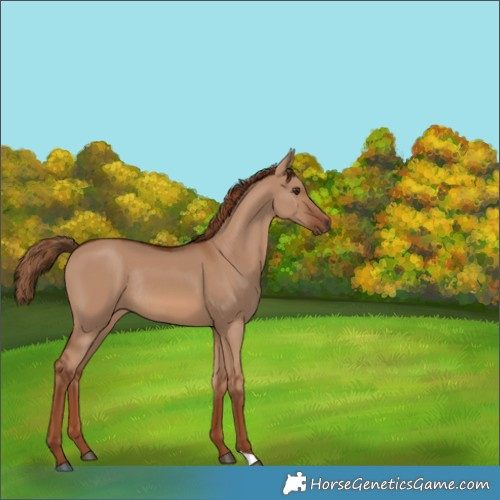 Horse Color:Red Dun Rabicano 