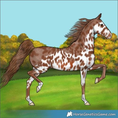 Horse Color:Chestnut Skewed LP Spotted 