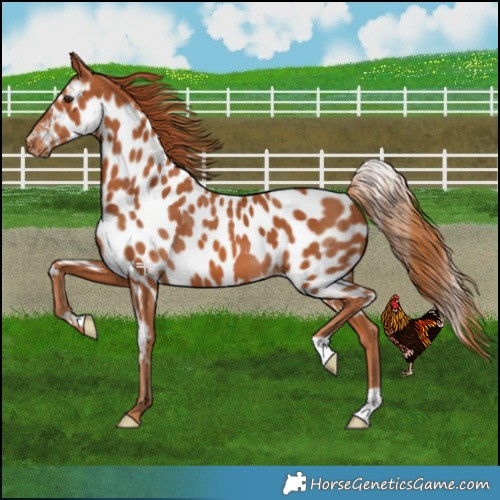 Horse Color:Chestnut Skewed LP Spotted 