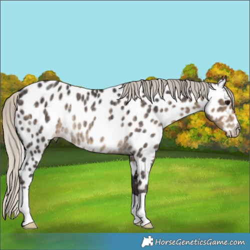 Horse Color:Silver Smoky Black Appaloosa Rabicano 