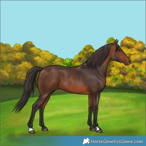 Horse Color:Bay 