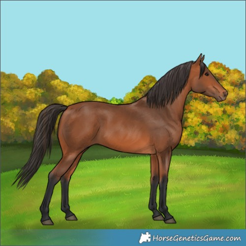 Horse Color:Bay 