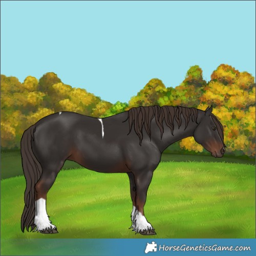 Horse Color:Liver Chestnut Tobiano 