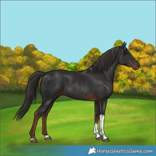 Horse Color:Liver Chestnut Tobiano 