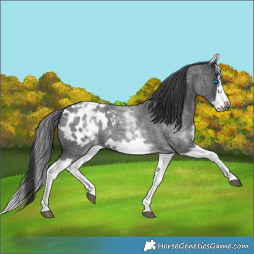 Horse Color:White Spotted Blue Roan Splash Frame Appaloosa 