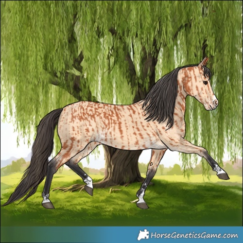 Horse Color:Bay and Buckskin