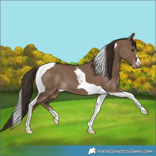 Horse Color:Liver Red Dun Tobiano 