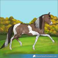 Horse Color:Liver Red Dun Tobiano
