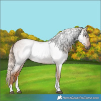 Horse Color:Gray Red Roan Tobiano 