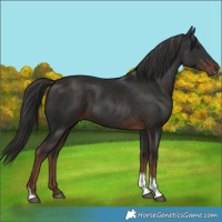 Horse Color:Liver Chestnut Tobiano 
