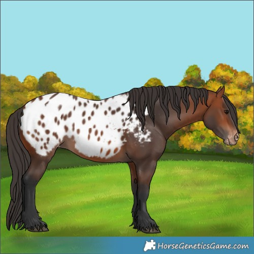 Horse Color:Bay Appaloosa 