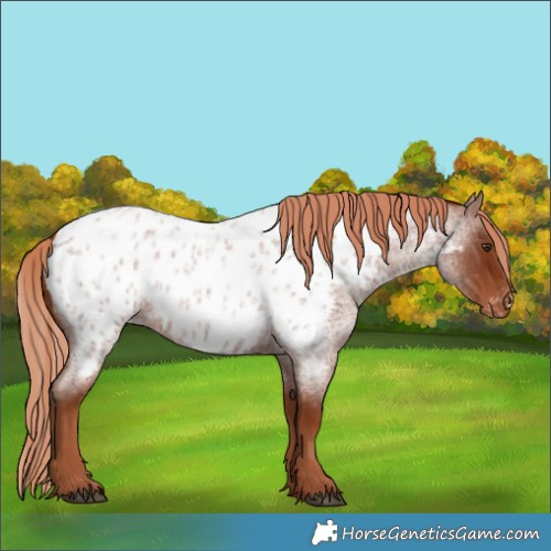 Horse Color:Red Roan Appaloosa 