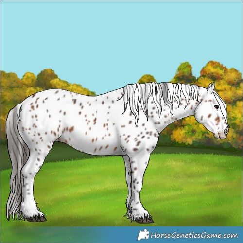 Horse Color:Bay Appaloosa 