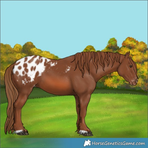 Horse Color:Chestnut Appaloosa 