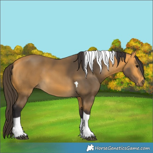 Horse Color:Buckskin Tobiano 