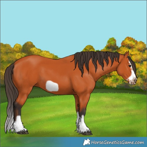 Horse Color:Bay Splash Frame 