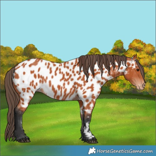 Horse Color:Bay Appaloosa 