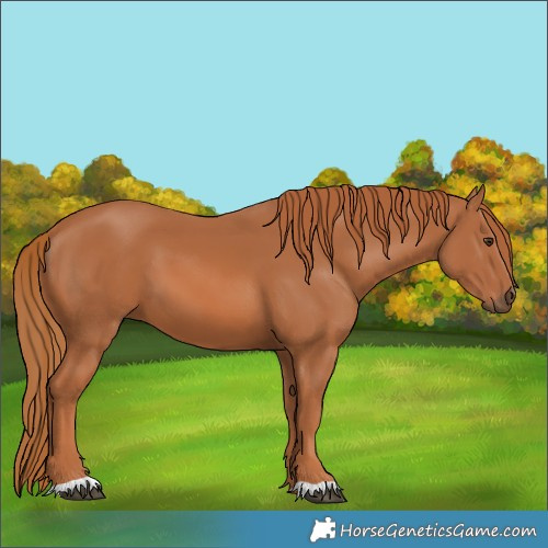 Horse Color:Chestnut 