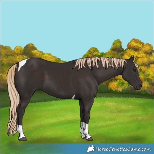 Horse Color:Liver Chestnut Tobiano