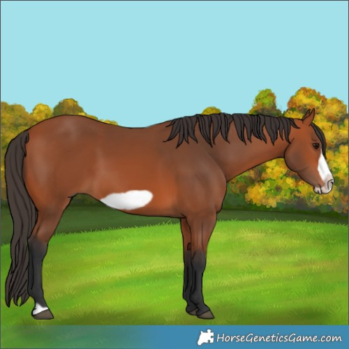 Horse Color:Bay Frame 