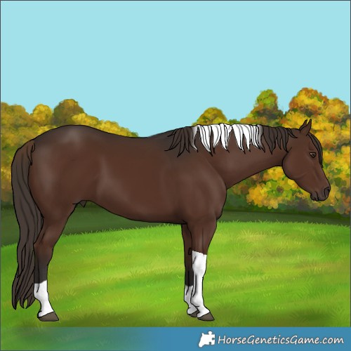 Horse Color:Liver Chestnut Tobiano 