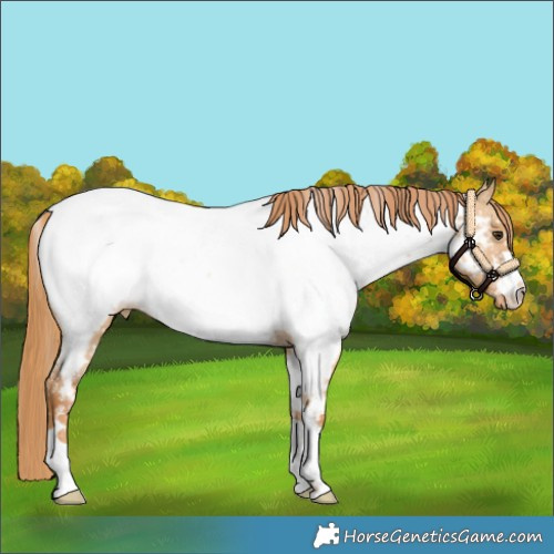 Horse Color:Red Dun Appaloosa 