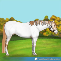 Horse Color:Red Dun Near Fewspot 
