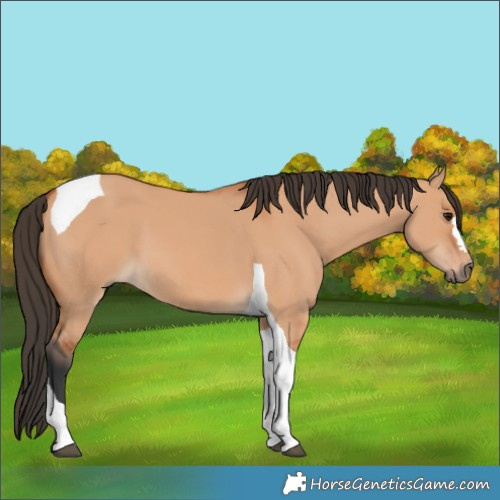 Horse Color:Bay Dun Tobiano 