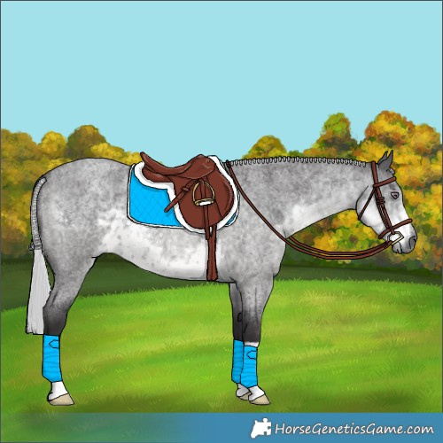 Horse Color:Silver Smoky Blue Chinchilla Roan 