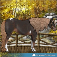 Horse Color:Liver Chestnut Tobiano 