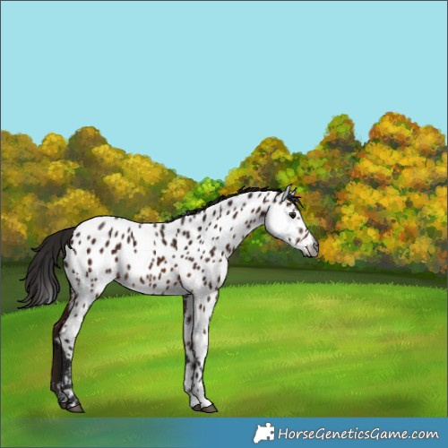 Horse Color:Gray Bay Appaloosa