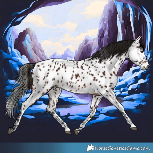 Horse Color:Gray Bay Appaloosa 