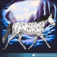 Horse Color:Gray Bay Appaloosa 