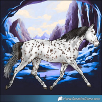 Horse Color:Gray Bay Appaloosa 