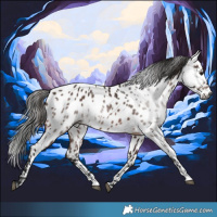Horse Color:Gray Bay Near Leopard 