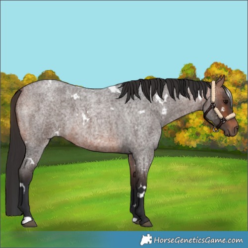 Horse Color:White Spotted Bay Roan 