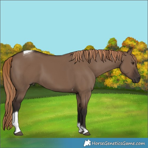 Horse Color:Liver Red Dun Tobiano 