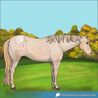 Horse Color:Chestnut Appaloosa 