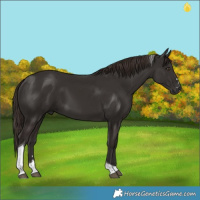 Horse Color:Liver Chestnut Tobiano 
