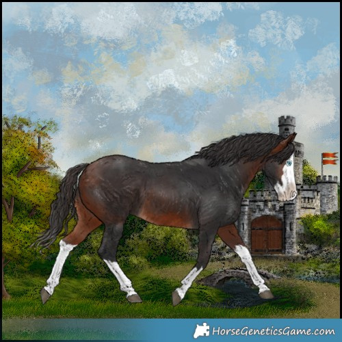 Horse Color:Bay Splash 