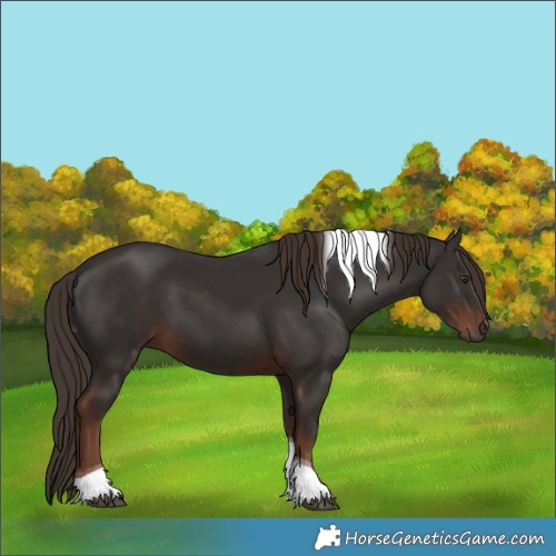 Horse Color:Liver Chestnut Tobiano