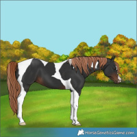 Horse Color:Liver Chestnut Tobiano