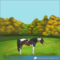 Horse Color:Bay Tobiano