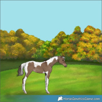 Horse Color:Liver Red Dun Tobiano