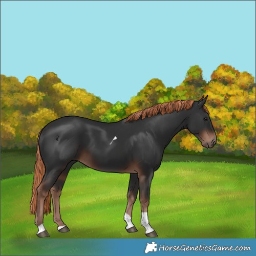 Horse Color:Liver Chestnut Tobiano 