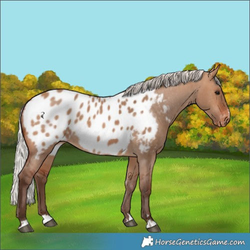 Horse Color:Silver Brown Dun Appaloosa 