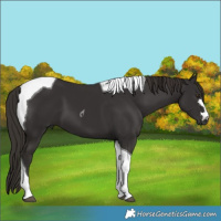 Horse Color:Liver Chestnut Tobiano 