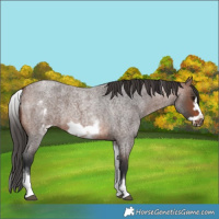 Horse Color:White Spotted Brown Roan Frame